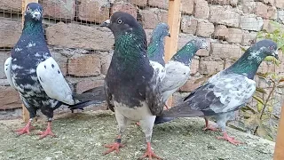 High quality | 5 pees parwazi | for sales | 1000 par 03478798579 cheap rate |[faisalabad pigeon]