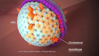 Hyperlipidemia (High Cholesterol) at Cook Children's