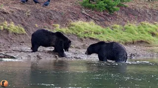 Grizzlies Fighting Over Elk Carcass Yellowstone National Park 9.26.20