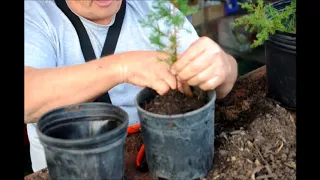 Digging Up and Transplanting wild Eastern Red Cedar Seedlings