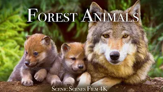 Forest Animals 4k - Amazing World of Forest Wildlife | Scenic Relaxation Film