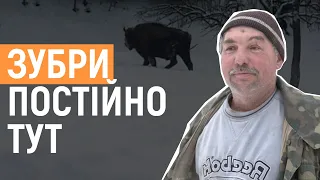 У селі на Львівщині зубри заходять на приватні подвір'я