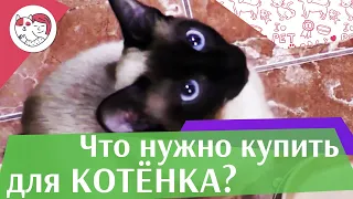 Стартовый набор для котенка на ilikepet