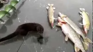 Маленький воришка Хорёк и щука) Ferret stealing a Pike
