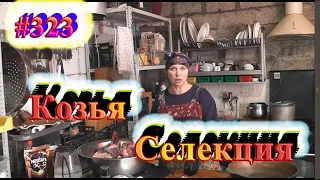 Козья Селекция  / Как я ищу козлов / Уменьшаем риски / Выбраковка / Готовим курочку в молоке.