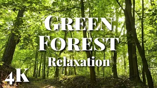 Forest Relaxation - 2 Hours of Nature Sounds & 4K Green Trees for Meditation, Sleep and Healing
