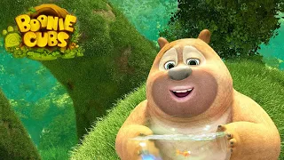 Boonie Cubs 【EP33】 | Beloved Fish |Cartoon