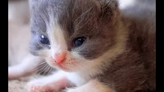Котята открыли глазки! 11 дней после рождения
