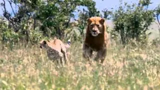 Disney Nature- African Cats Trailer