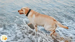 Psychological stability music & calming waves for dogs alone 🐶 🌊 Be sure to play it when you go...