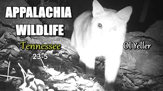 Appalachia Wildlife Video 23-5 from Trail Cameras in the Foothills of the Great Smoky Mountains