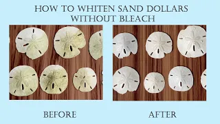 Cleaning Sand Dollars without bleach. Hydrogen Peroxide is my new favorite method!