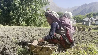 Old Style of Harvesting Potato at Mustang, Nepal