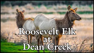 Roosevelt Elk Viewing at Dean Creek