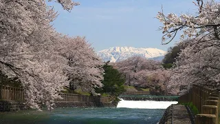 富山癒しの風景シリーズ【常西用水プロムナードの桜】（富山市）