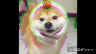 Nightcore shiba gang