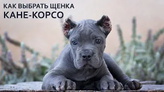 Как выбрать щенка кане корсо | Выбор щенка кане-корсо