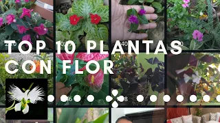top 10 flowering plants, fulfilling the challenge #mitopflor, my garden diary.