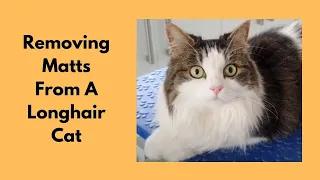 Removing Matts From A Longhair Cat