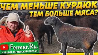 Быт чабана в казахской степи. Блю текселем и эдильбаем покрываем казахских курдючных овец.