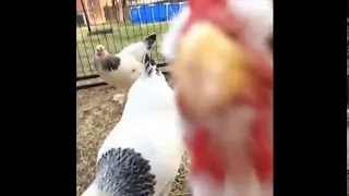 Believer chicken