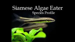 SPECIES PROFILE: Siamese Algae Eater (Crossocheilus oblongus) Keeping Your Tanks Algae Free