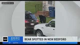 Bear wandering around southeastern Mass. spotted in New Bedford