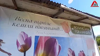 Волинські тюльпани 2021р