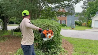 This is how I trim hedges