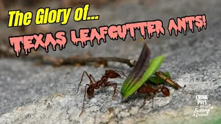 The Glory of Texas Leaf Cutter Ants!