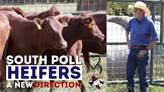 South Poll Heifers - A New Direction | Regenerative Ranching