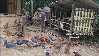 Build coop to develop large flock of wild chickens. Survival Instinct, Wilderness Alone (ep177)