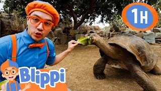 San Diego Zoo Part 3 | Blippi | Kids Songs | Moonbug Kids