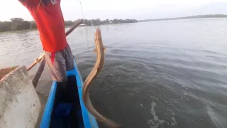 Wow !!!!! Big Eel Fishing Catching !! Fishing Sri Lanka Lake Eel Fish !! Fishing With Suresh