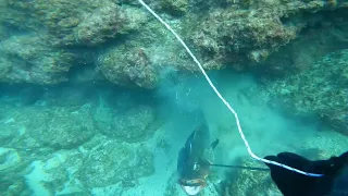 Good day for spear fishing in Israel