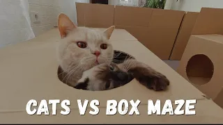 Cats Box Maze Challenge