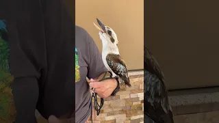 Laughing Kookaburra Call