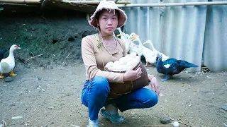 Harvesting duck eggs for sale farm life | Huyen Farm Life