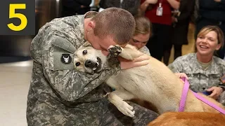 Top 5 Dogs Welcoming Home Soldiers - Good Feels