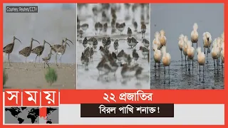 অতিথি পাখিদের অভয়াশ্রম এখন চীন | Birds of China | Guest Birds | Somoy TV