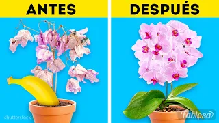 Fertilizantes para flores: 9 recetas caseras para tener un jardín épico