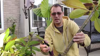 Time to prepare the Plumeria seedlings for Dormancy