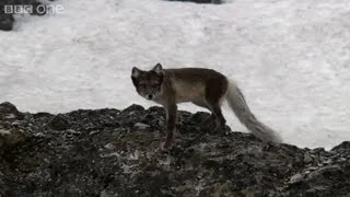 Arctic fox cubs play around - Snow Babies - BBC One Christmas 2012