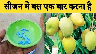 आम फलों से भर जायेगा | Best Fertilizer For Mango Tree | Mango Cultivation | Home Garden