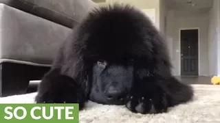 Gigantic fluffy Newfoundland puppy "attacks" owner