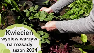 Jakie warzywa siać w kwietniu na rozsady? Wysiew warzyw w kwietniu - sezon 2024