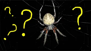 How Do Spiders Start Their Webs?