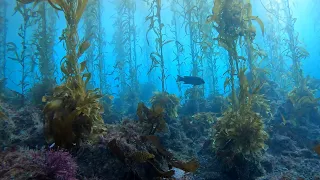 Channel Islands Kelp Forest Scuba Diving, 12/18/2022 - 70ft visibility