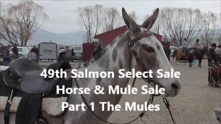 49th Annual Salmon Select Sale /Horse & Mule Sale ,part 1 the Mules
