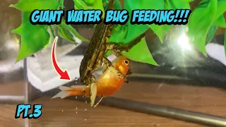 Giant Water Bug Feeding!!! Part 3